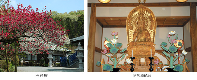 神奈川の樹木葬 龍散禅寺